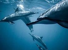 非洲杯-萨拉赫轮休 埃及0-0安哥拉2胜1平头名出线